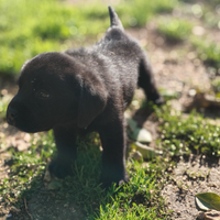 Cuccioli di labrador selezionati per la razza