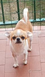 Femmina chihuahua adulta con pedigree