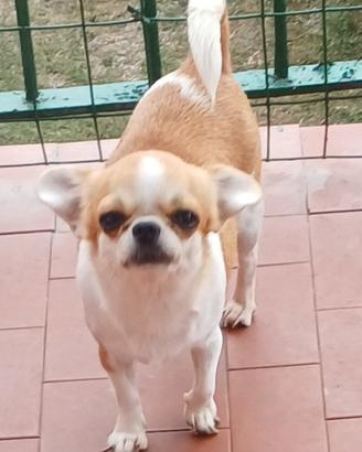 Femmina chihuahua adulta con pedigree