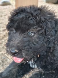 Cucciolo di cane fonnese 