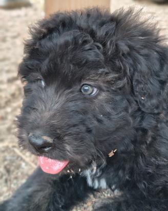 Cucciolo di cane fonnese 