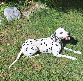 Cane dalmata femmina per accoppiamento