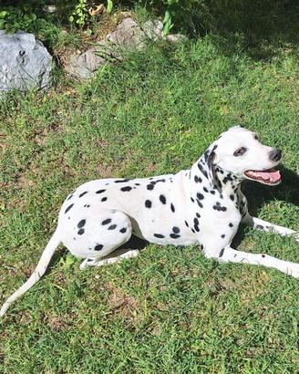 Cane dalmata femmina per accoppiamento