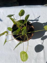 Pianta dei soldi
