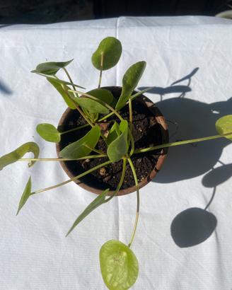 Pianta dei soldi