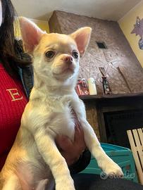 Chihuahua