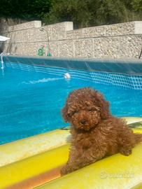Barboncini Toy con Pedigree Enci