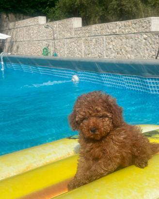 Barboncini Toy con Pedigree Enci
