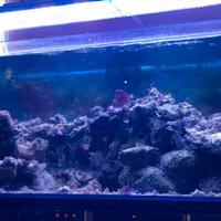 Rocce vive per acquario marino