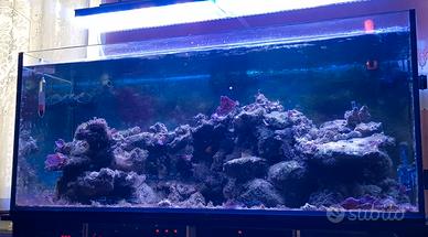 Rocce vive per acquario marino