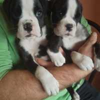 Cuccioli di Boxer