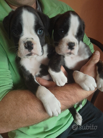 Cuccioli di Boxer