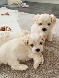 Cuccioli di maltesi