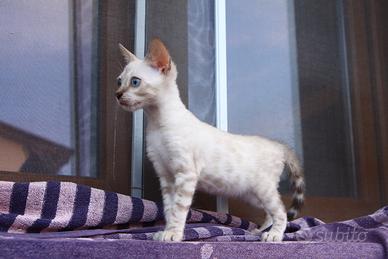 Gatto del bengala pedigree ANFI