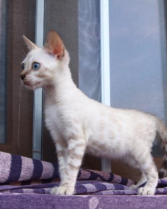 Gatto del bengala pedigree ANFI