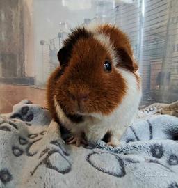 US Teddy 