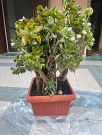 Albero di giada