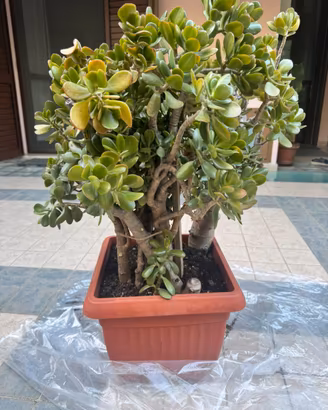Albero di giada