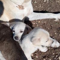Cuccioli incrocio