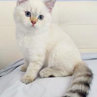 Gattina