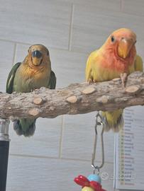 Inseparabili