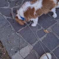 Cavalier king