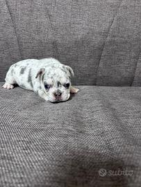 Bulldog francese