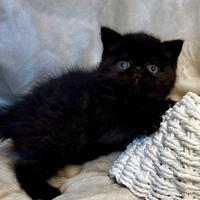 Gattino Persiano maschio nero