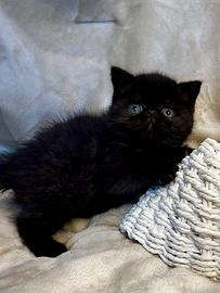 Gattino Persiano maschio nero