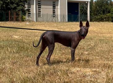 Disponibile splendido cucciolo di Xoloitzcuintli