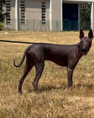 Disponibile splendido cucciolo di Xoloitzcuintli