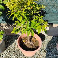 pianta in vaso kumquat mandarino cinese
