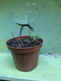 piante minose