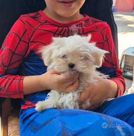 Cucciolo maltese linea coreana e americana