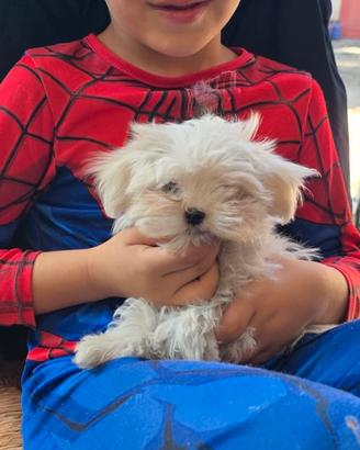 Cucciolo maltese linea coreana e americana