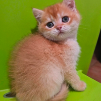 Ultimo cucciolo british shorthair maschio pedigree