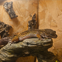 Geco Leopardino + teca + minifrigo