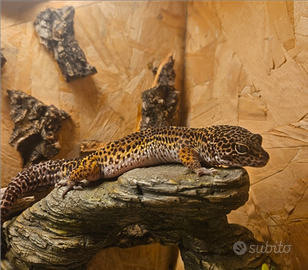 Geco Leopardino + teca + minifrigo