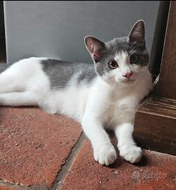 Gattini