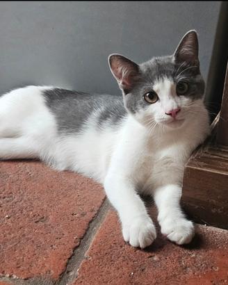 Gattini