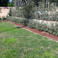 Rotolo di corteccia colorato