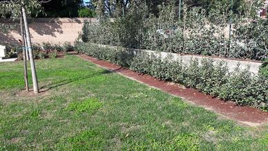 Rotolo di corteccia colorato