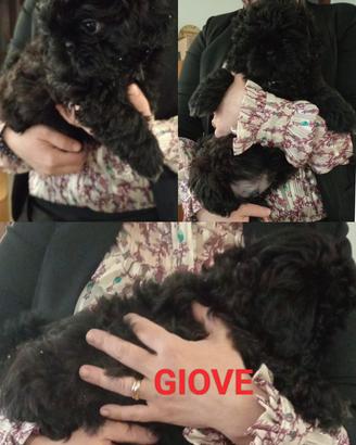 cuccioli di Shihtzu 