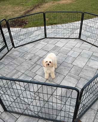 Recinto per Animali Box per Cani, 8 Pannelli.