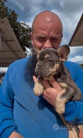 Cucciola di bulldog francese blu tan