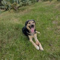 Splendido Simil pastore di 8 mesi (Catania)