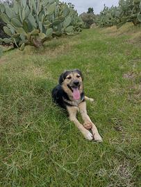 Splendido Simil pastore di 8 mesi (Catania)