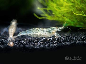 Caridine wild – gamberetti d'acqua dolce