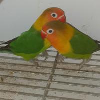 Coppia inseparabili fisher