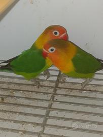 Coppia inseparabili fisher